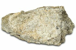 Dinosaur (Triceratops) Frill Shield Section - Montana #366649
