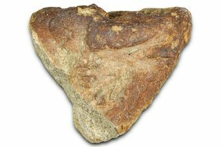Dinosaur (Triceratops) Frill Shield Section - Montana #366651