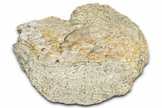 Dinosaur (Triceratops) Frill Shield Section - Montana #366654