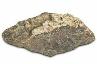 Dinosaur (Triceratops) Frill Shield Section - Montana #366665