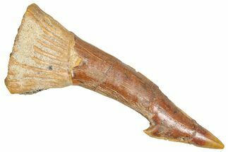 Bargain, Fossil Sawfish (Onchopristis) Rostral Barb - Morocco #366673