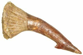 Bargain, Fossil Sawfish (Onchopristis) Rostral Barb - Morocco #366676