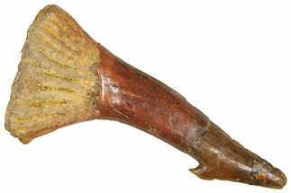 Bargain, Fossil Sawfish (Onchopristis) Rostral Barb - Morocco #366683