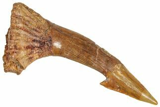 Bargain, Fossil Sawfish (Onchopristis) Rostral Barb - Morocco #366686