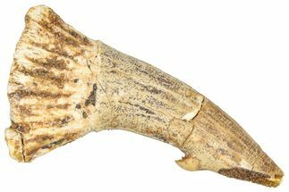 Fossil Sawfish (Onchopristis) Rostral Barb - Morocco #366702