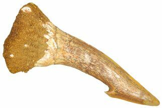 Fossil Sawfish (Onchopristis) Rostral Barb - Morocco #366714