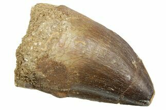 Fossil Mosasaur (Thalassotitan) Tooth - Morocco #364039