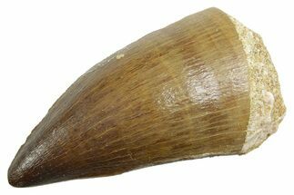 Fossil Mosasaur (Thalassotitan) Tooth - Morocco #364054