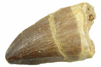 Fossil Mosasaur (Thalassotitan) Tooth - Morocco #364064