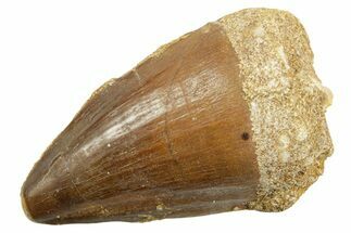 Fossil Mosasaur (Thalassotitan) Tooth - Morocco #364065