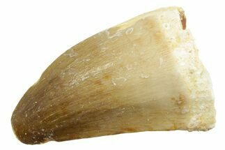 Fossil Mosasaur (Mosasaurus) Tooth - Feeding Worn Tip #364068