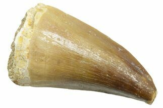 Fossil Mosasaur (Thalassotitan) Tooth - Morocco #364069