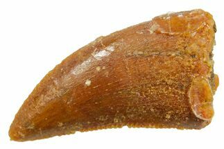 Serrated Raptor Tooth - Real Dinosaur Tooth #364832