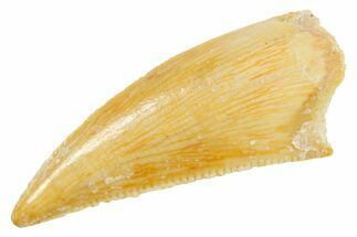Serrated Raptor Tooth - Real Dinosaur Tooth #364841