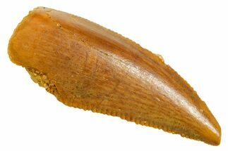 Serrated Raptor Tooth - Real Dinosaur Tooth #364846
