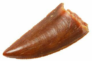 Serrated Raptor Tooth - Real Dinosaur Tooth #364850