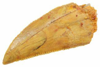 Serrated Raptor Tooth - Real Dinosaur Tooth #364869