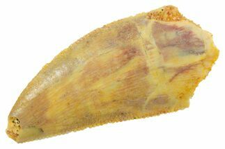 Serrated Raptor Tooth - Real Dinosaur Tooth #364874