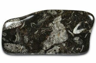 Polished Devonian Fossil Coral and Bryozoan Plate - Morocco #365113