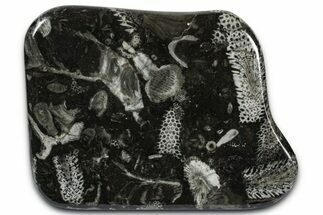Polished Devonian Fossil Coral and Bryozoan Plate - Morocco #365124