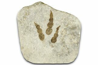 Dinosaur (Grallator) Track - Negative Impression #366842
