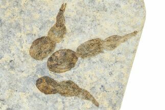 Dinosaur (Grallator) Track - Negative Impression #366844