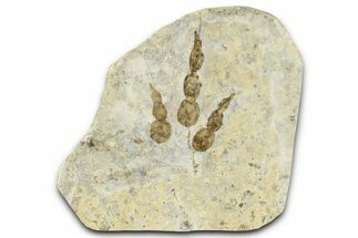 Dinosaur (Grallator) Track - Positive Impression #366860