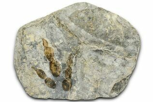 Buy Ichnofossils (Trace Fossils)