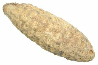 Fossil Cycadophyte Seed Cone - Boujdour, Morocco #349002
