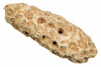 Fossil Cycadophyte Seed Cone - Boujdour, Morocco #349004