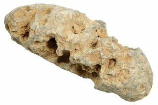 Fossil Cycadophyte Seed Cone - Boujdour, Morocco #349006
