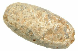 Fossil Cycadophyte Seed Cone - Boujdour, Morocco #349012