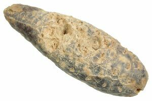 Agatized Fossil Pine (Seed) Cone From Morocco (#30017) For Sale