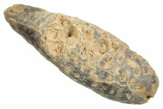 Fossil Cycadophyte Seed Cone - Boujdour, Morocco #349020