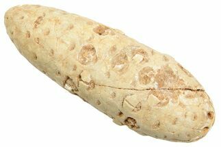 Fossil Cycadophyte Seed Cone - Boujdour, Morocco #349024