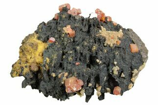 Small Red Vanadinite Crystals on Goethite - Morocco #366226
