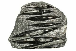 Polished Fossil Orthoceras (Cephalopod) Plate - Morocco #359671