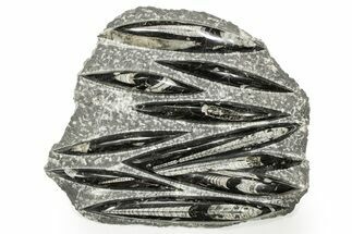 Polished Fossil Orthoceras (Cephalopod) Plate - Morocco #359672