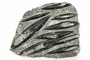 Belemnites & Straight Cephalopods For Sale