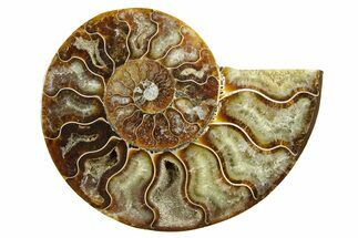 Cut & Polished Ammonite Fossil (Half) - Madagascar #364856