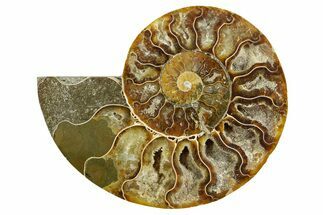 Cut & Polished Ammonite Fossil (Half) - Madagascar #364864