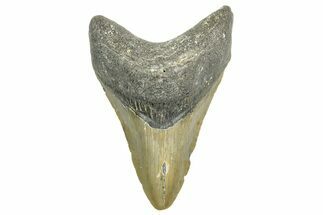 Fossil Megalodon Tooth - North Carolina #365995