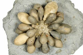 Jurassic Club Urchin (Asterocidaris) - Boulemane, Morocco #366899