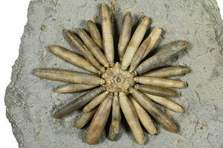 Jurassic Club Urchin (Asterocidaris) - Boulemane, Morocco #366916