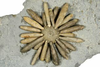 Jurassic Club Urchin (Asterocidaris) - Boulemane, Morocco #366918