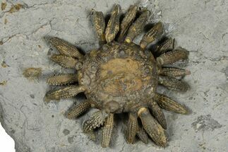 Jurassic Club Urchin (Caenocidaris) - Boulemane, Morocco #366919
