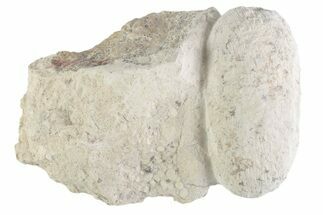 Eocene Fossil Crocodile Egg - Bouxwiller, France #366873