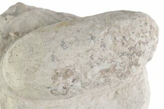 Eocene Fossil Crocodile Egg - Bouxwiller, France #366875