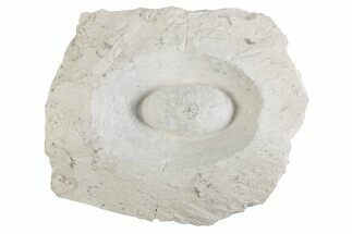 Eocene Fossil Crocodile Egg - Bouxwiller, France #366877