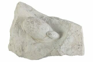 Eocene Fossil Crocodile Egg & Snake Egg - Bouxwiller, France #366878